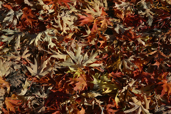 Fall leaves