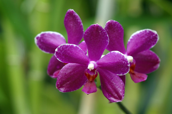 Orchids