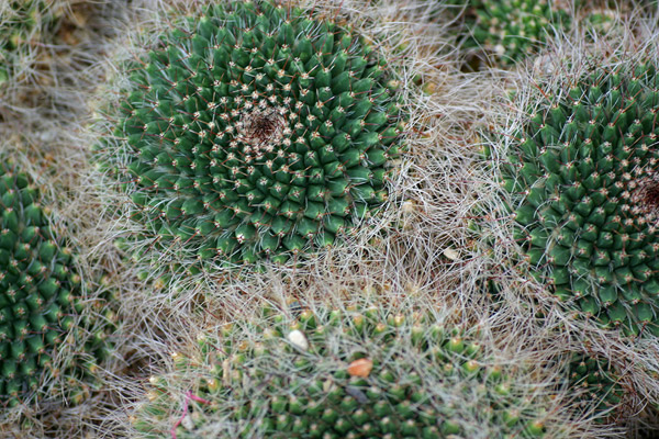 Cactus