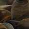 Seals resting