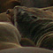 More seals