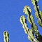 Some kind of cactus