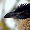 Some kind of coucal